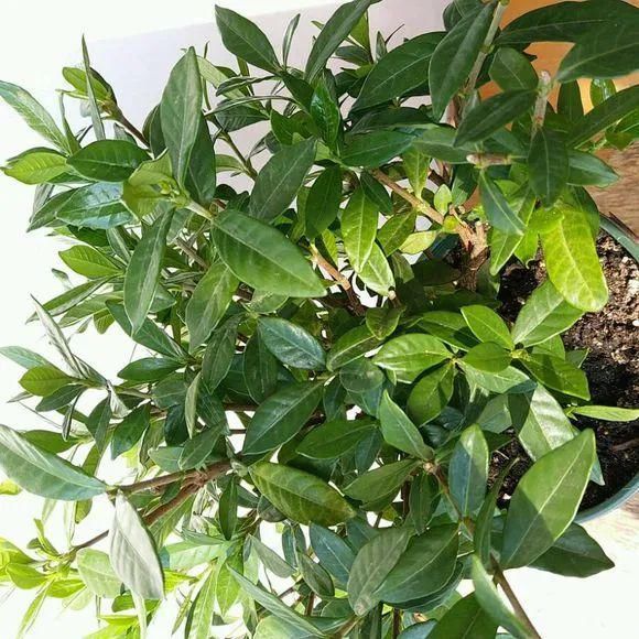 3种花春天别乱剪，乱剪不开花，影响一整年！