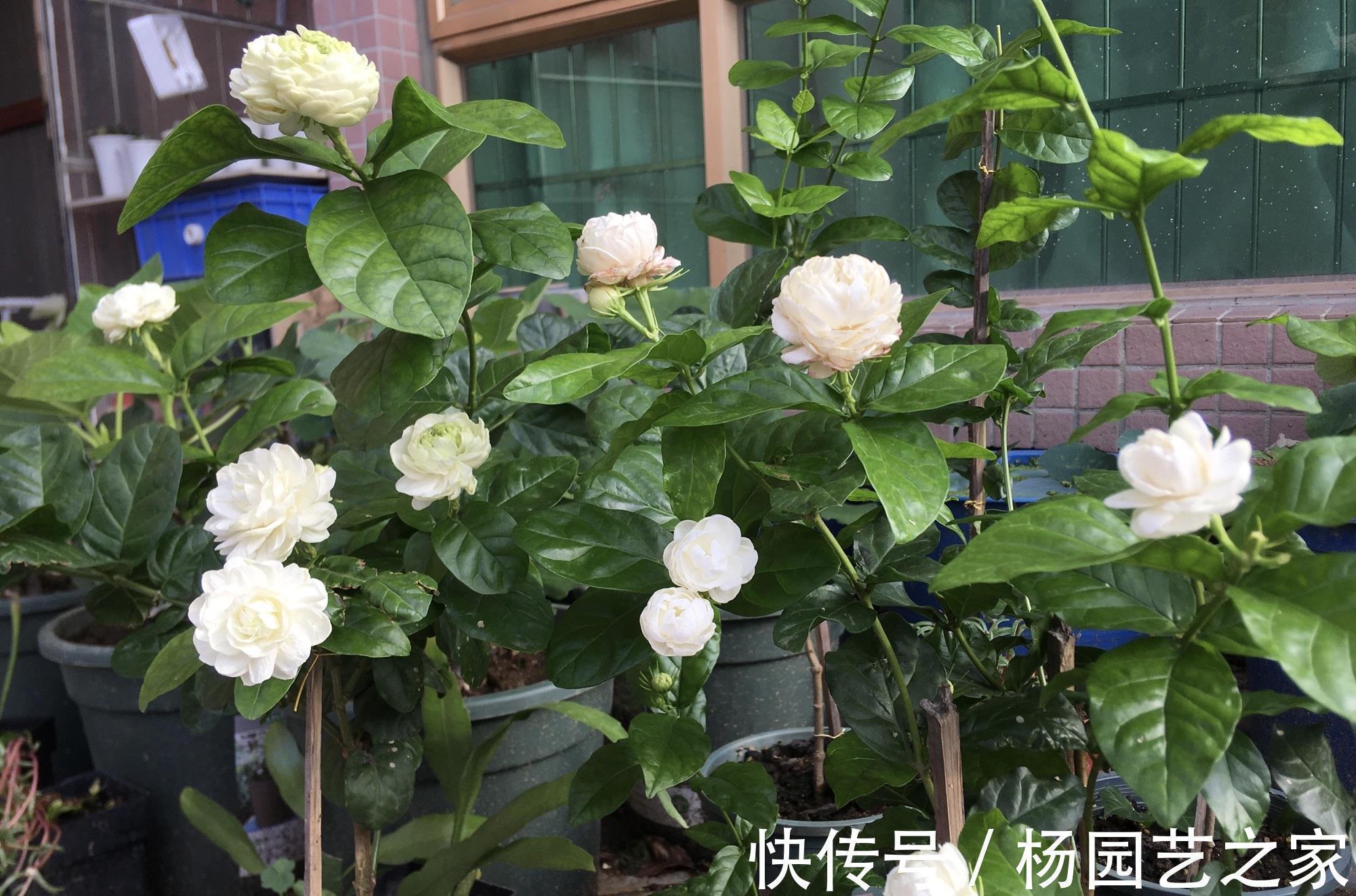 茉莉中“老大难”,虎头茉莉真难养?牢记4技巧,轮番开花赛牡丹