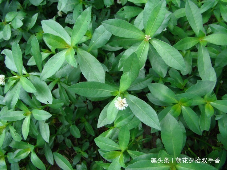 野菜|长在水沟里的一种野草，人称“水花生”，幼嫩茎叶可食用亦可入药