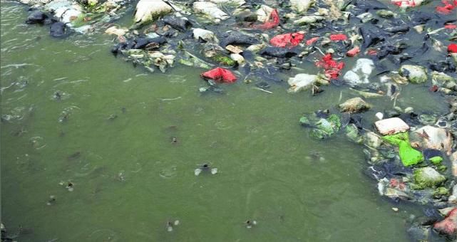 深圳龙华，小河沟内大鱼乱爬！钓鱼人：为何不开放垂钓？