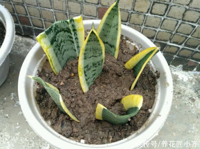 栽培|喜欢养虎皮兰,教你3种虎皮兰繁殖方法,学会一种就能变“大户”