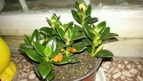 花土|入冬后,怎么养好金鱼花注意前4点就能叶片油绿、花开满盆