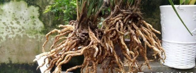 老爸用这个植料养兰，呼呼冒出大白根，又壮又多