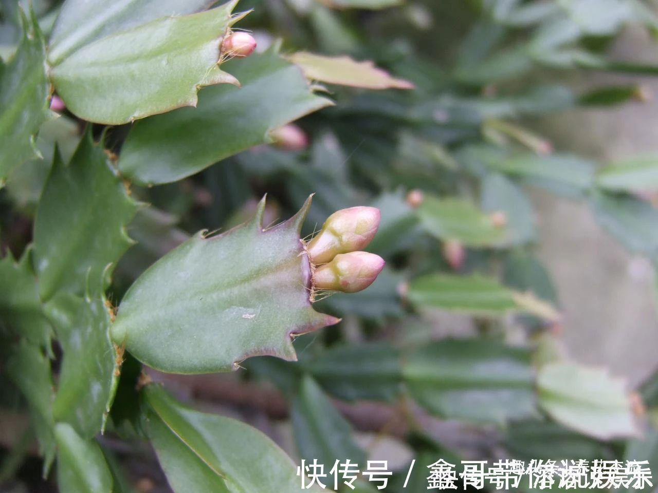 花苞|养盆栽蟹爪兰掌握10点就足够,看完就知道为啥叶子干瘪、不开花