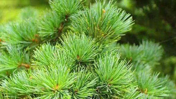 这3种“垃圾”，用来养花，10年不用换盆土，花儿轻松“长爆盆”