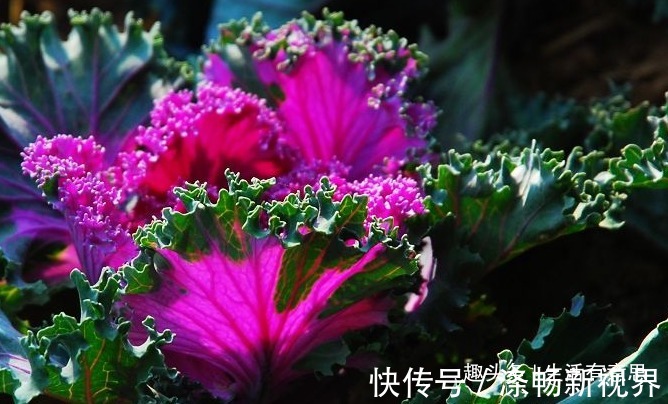 做梦都想变成花的青菜,梦想成真!逆袭成功变盆栽,教你养护方法