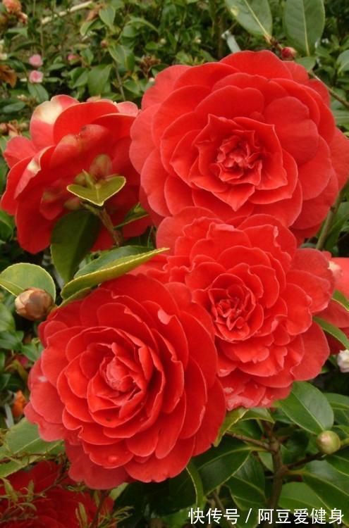 花香|养这几款花，花开媲美玫瑰，开花勤爱爆盆，满屋子都是花香