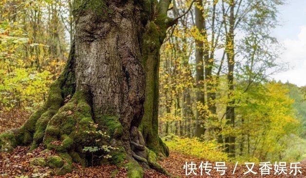 照片&德艺术家把不着片缕的美女隐藏在照片中，人体彩绘伪装下佳人何在