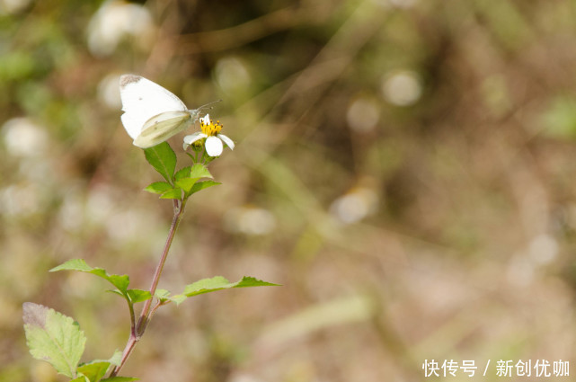 否极泰来|2021下半年，否极泰来，鱼跃龙门，越努力越幸运的3个生肖