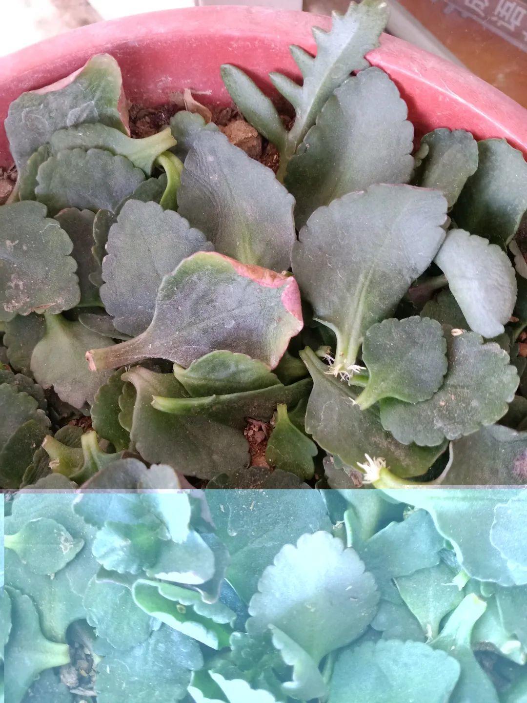 叶片|8种花夏天太容易死,现在赶紧扦插,死了也不心疼!