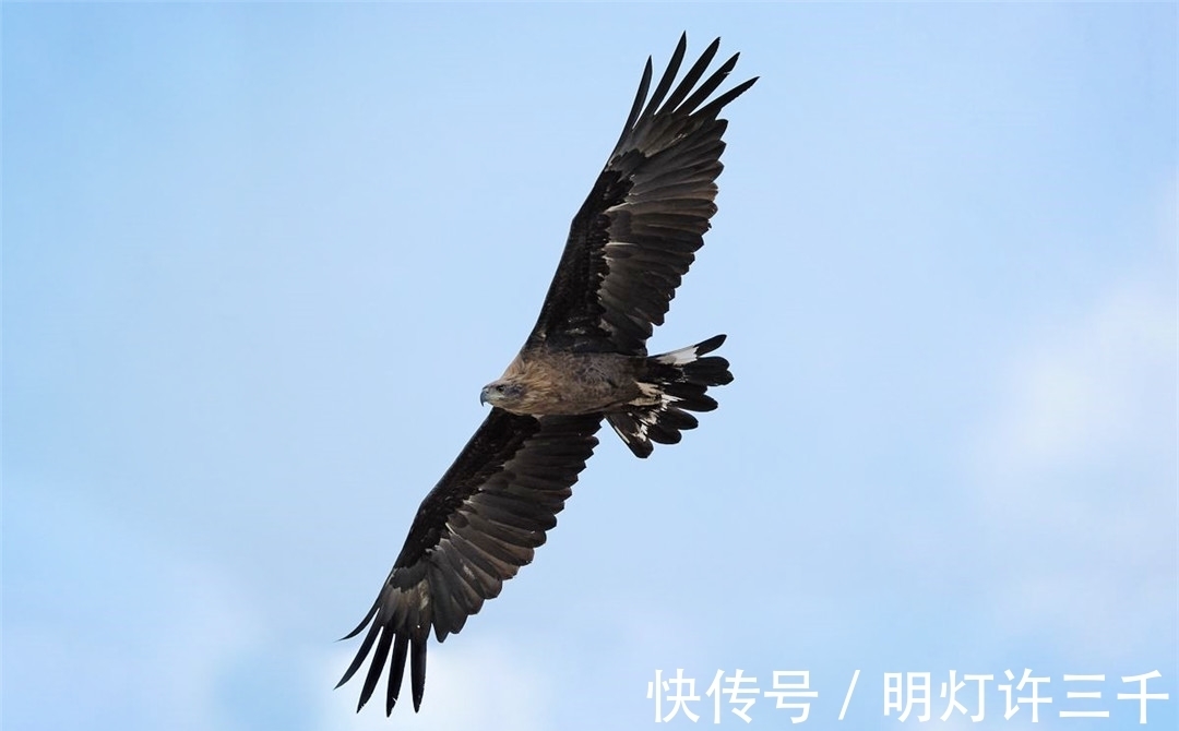 猎物|青海湖发现凶猛海雕，视力是人类的8倍，为捕食旱獭常蹲守2小时