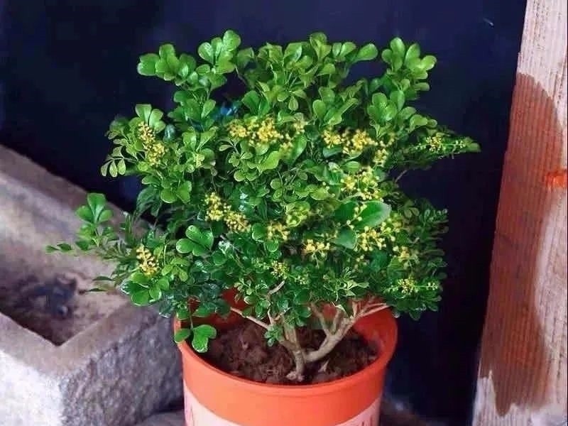 家养六种花,个个都是“醋坛子”,隔几天喝一点醋,叶子绿油油的,越长越旺盛