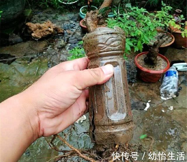 大叔用“小苗”做提根盆景，用1个塑料瓶“养根”，长根能挤爆瓶