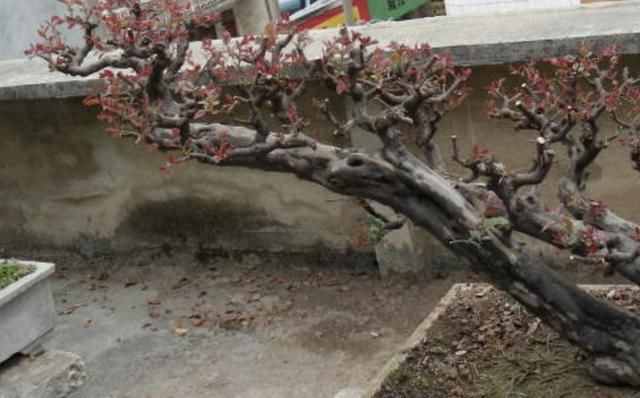 山坡下,有2种野生的“盆景树”,茎干弯曲、奇特,比卷柏珍贵