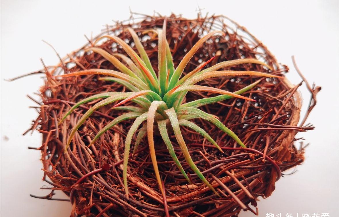 养不活花的人,建议养这“5种花”,好养好看又实用