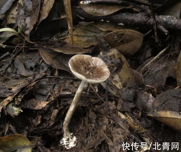 死亡率|死亡率极高！贵州人很爱吃的这种野味，又到中毒高发期