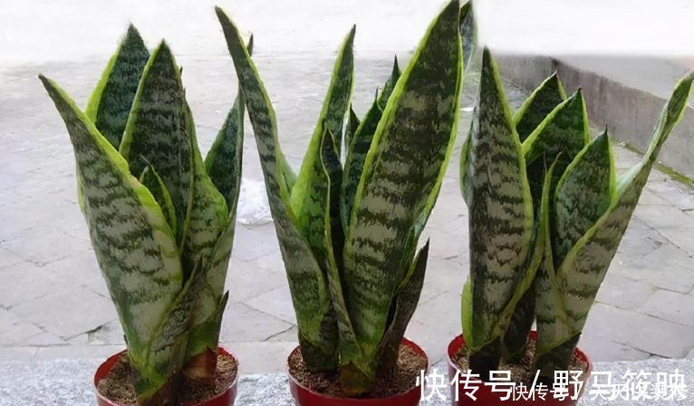 养殖|新人养花容易出问题,不如盆栽虎皮兰,注意4点,好活漂亮