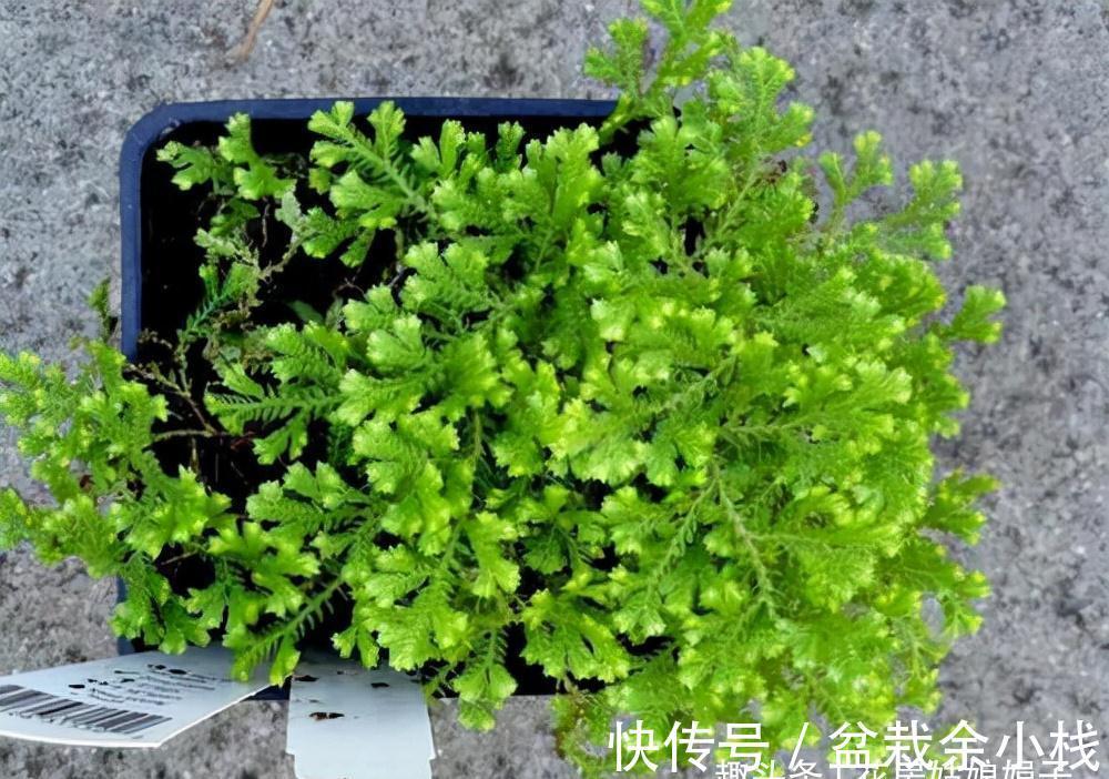 这种草是蕨类植物,能给兰花铺面,好看好养益处多,比苔藓还好用