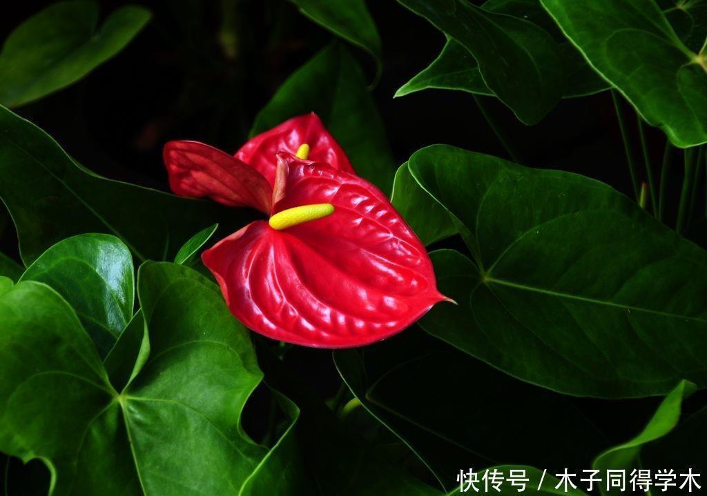 漂亮|五种简单好养的漂亮省心花，不招虫、不生病！居家养花别错过