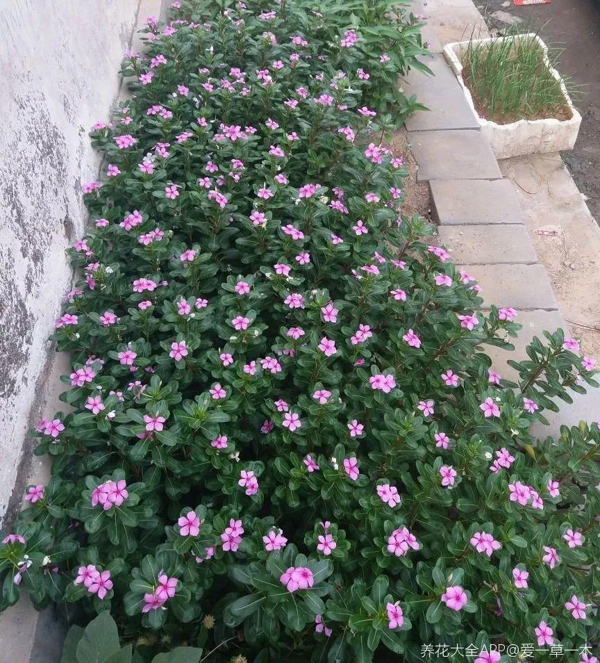 蓝目菊|蓝雪花妥妥的开花机器,花量大、花期长,让人不得不爱