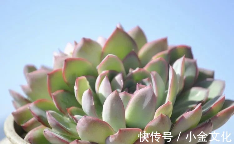 以阳光为滤镜,蓝天为背景,期待拥抱春天,拥抱自然!