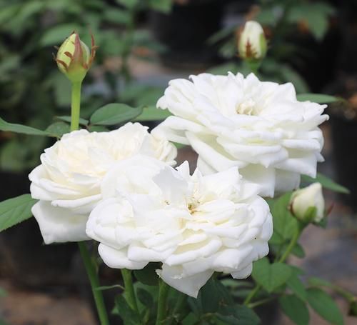  婚礼之路|3款白色系的浓香月季，每一款都仙气十足，你钟爱哪一款？