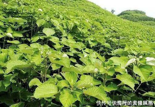 农村全身是“宝”的野草,曾经被用来喂猪,殊不知价值珍贵用途多