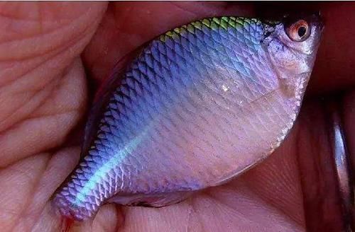 观赏鱼|农村池塘一种鱼，被叫做“屎光皮”，过去没人要，现在成了香饽饽