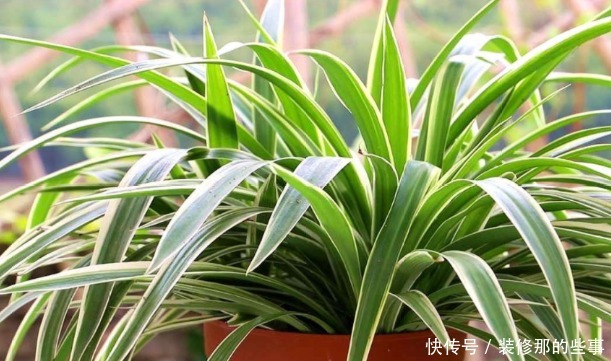 夏日养花,用得上这2样水肥,春天要早做准备才能跟得上需求