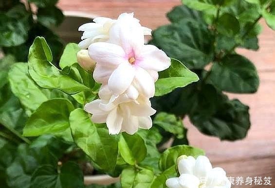 生根|新手扦插茉莉花,用个“大油桶”,7天就生根,成活率100%!