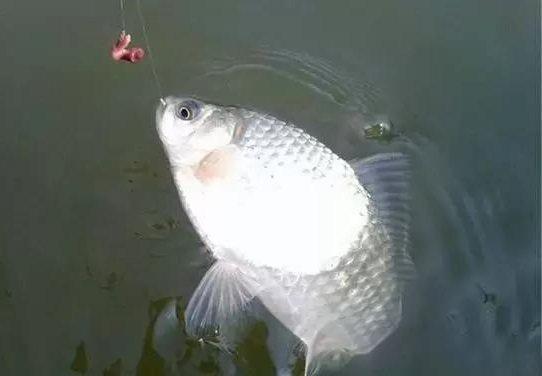 鱼情不好的时候，不妨试试这个钓法—“扎蛤蟆”