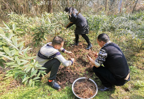 折耳根是云贵川菜系的灵魂，有人却说吃它差点成工伤，你喜欢吗？