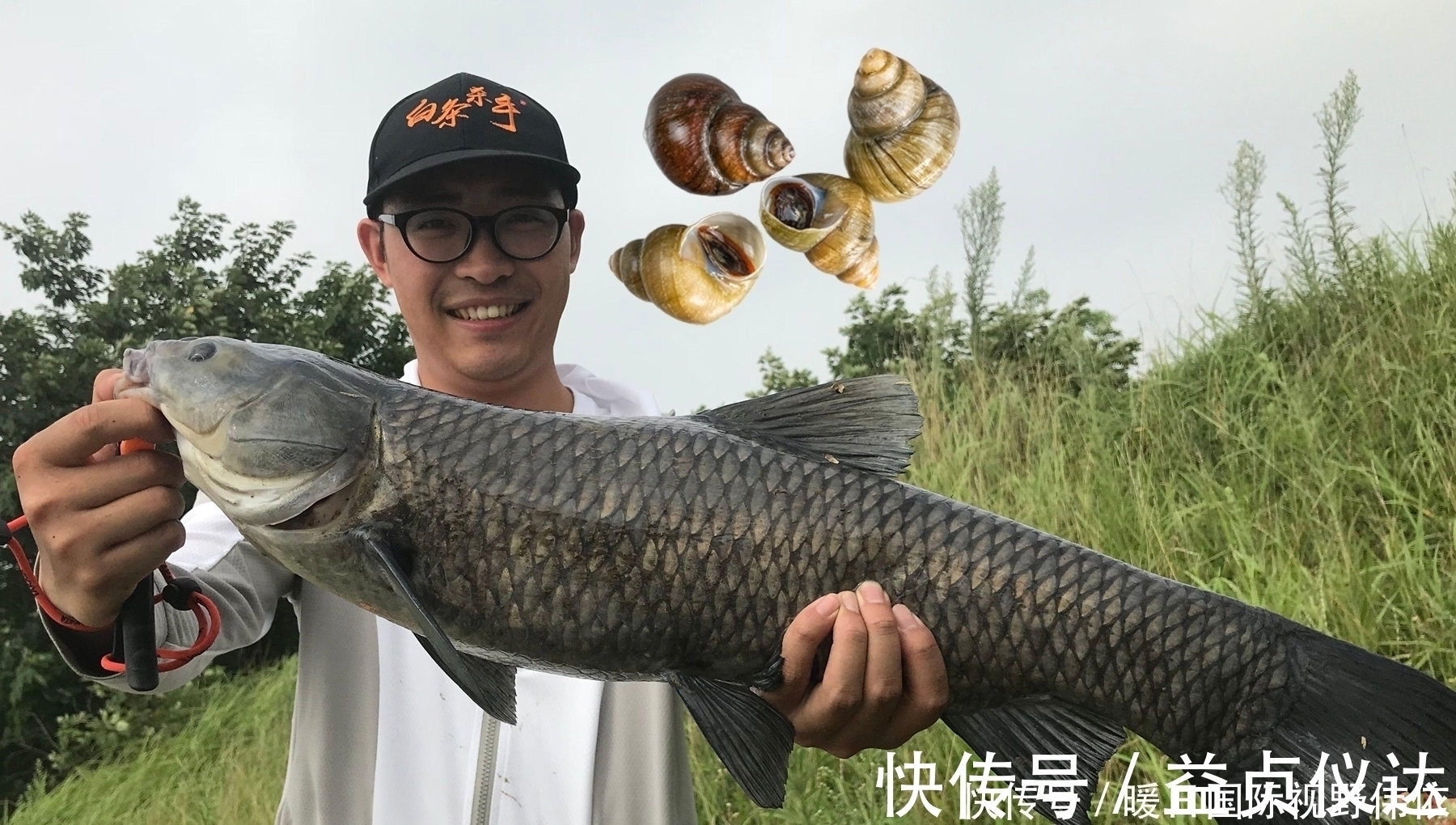 钓大青鱼，螺蛳、玉米和颗粒哪个最好用？钓青鱼饵料的效果对比