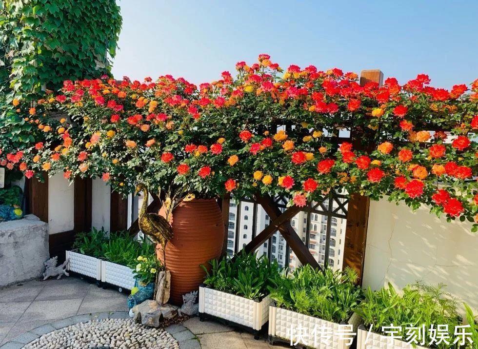 花友|月季胃口大,土里埋点料,长成一面大花墙!