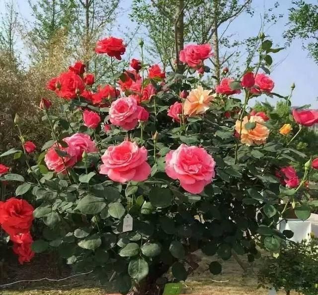 霍米兰|花盆里放两种杂物,花很好,没有虫子,土壤也不结实,气势旺盛