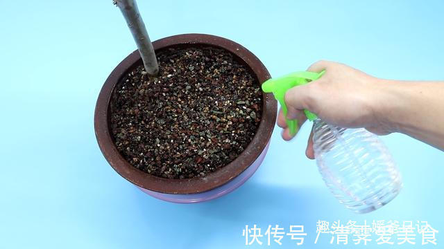 塑料瓶|西红柿烂了别丢,越烂就越好,以前丢浪费了