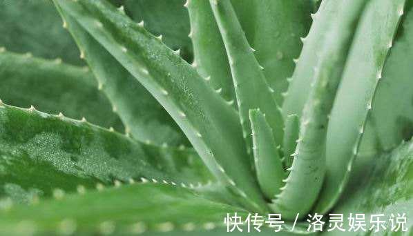 夏天养芦荟,浇水很重要,正确的浇水方法能避免芦荟黑腐化水