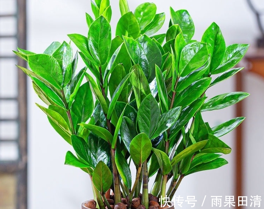 金钱树冬天怎么养？2个重点要了解，避免黄叶掉叶，茎杆黑腐