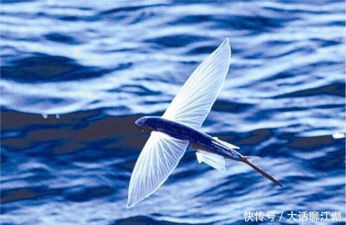 飞天 四种本来不该飞天的动物,却一次次完成了飞行壮举,不可思议