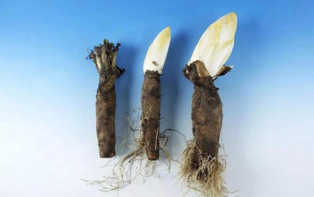 茜草科|枸杞能降尿酸医生这是不可能的,降尿酸最管用的食物是这个