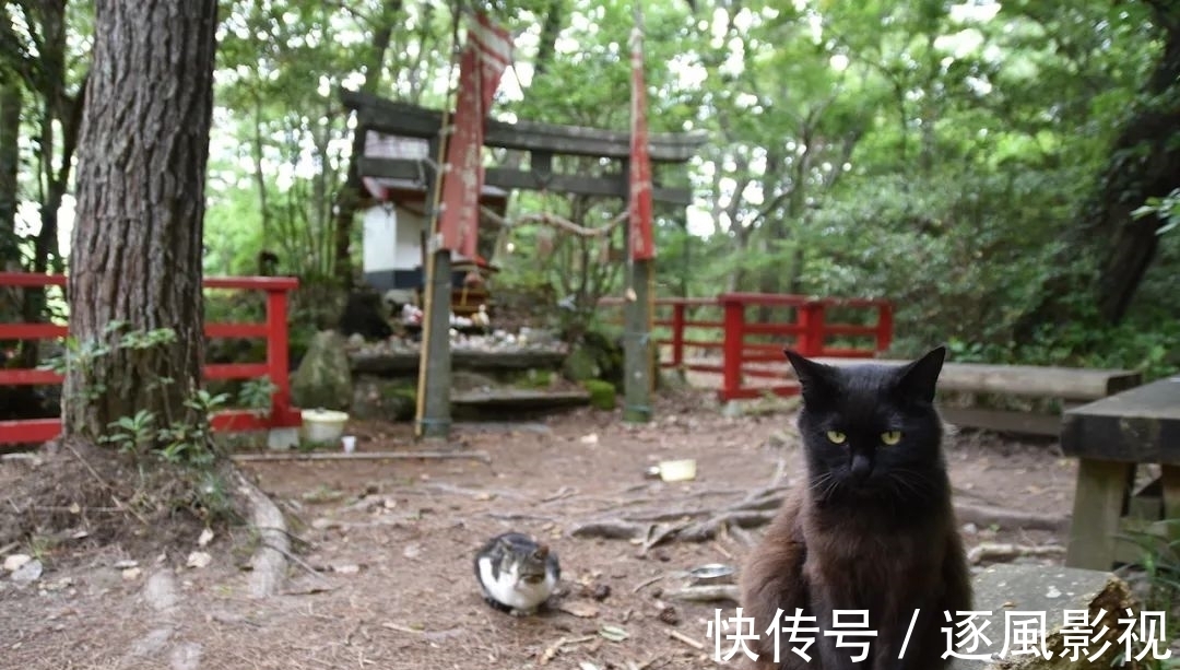 喵星人|日本怎么那么多撸猫圣地啊!