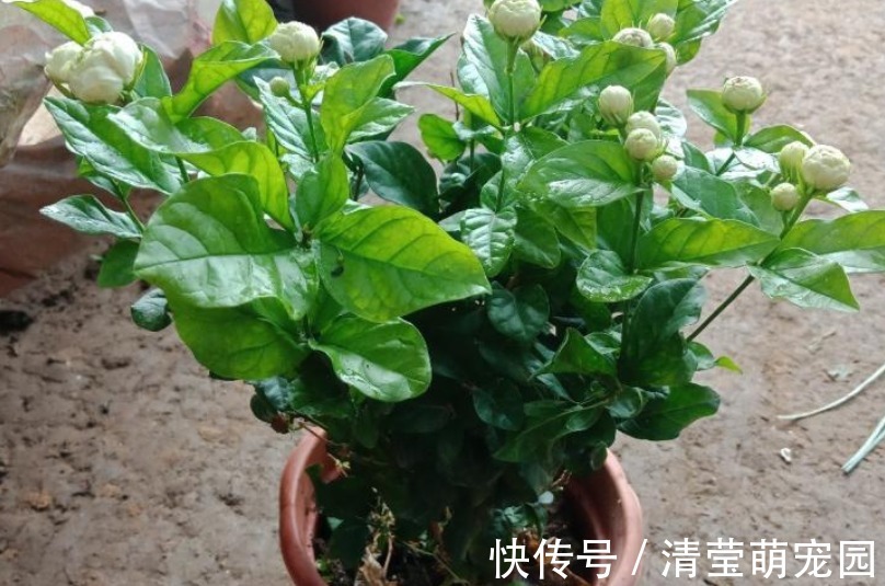 养虎头茉莉,天热处理好这3点,天一转凉,盆栽状态越来越好