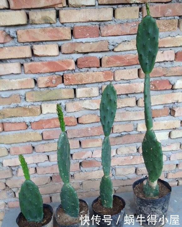 仙人掌吃个黄豆粒,猛蹿3米变“壮汉”,嫁接蟹爪兰,开花千百朵