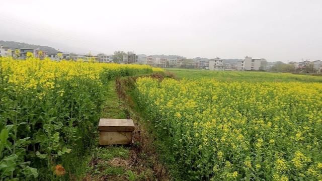 通城：油菜花开 小蜜蜂逐花而来