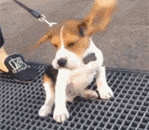 |搞笑GIF:妹子伪装的太好了 你成功的把我骗到了