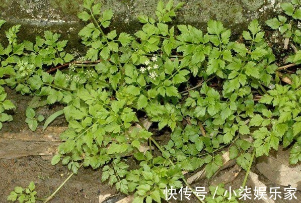 虫害|提个醒路边遇见此野菜，要拔回家，对身体好处多多，捡到就是宝