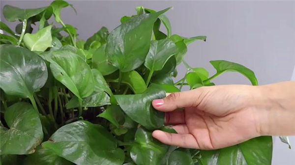 原来绿萝是有毒的家里有的快看看，别不信，等出事再后悔就晚了