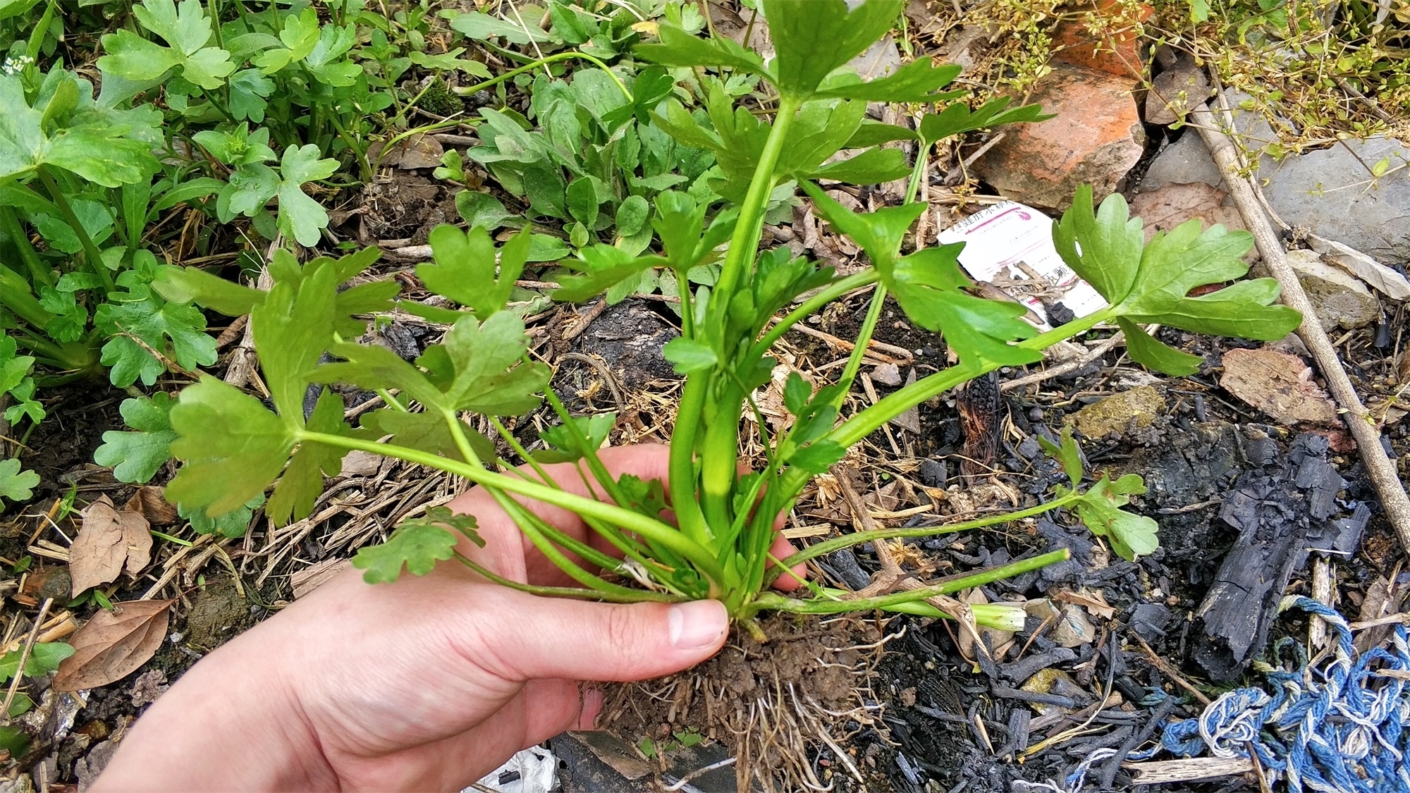 笔者|农村茅厕边野草,蛇见到就跑,人称“鬼见愁”,是民间治风湿良方