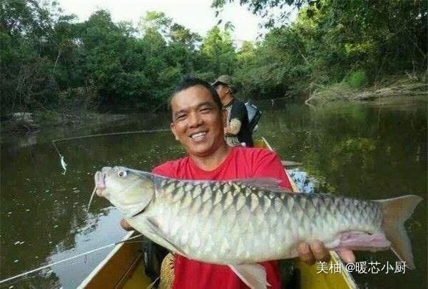 昂贵|世界上最昂贵的“淡水鱼”,每公斤要3000元,吃了都赞不绝口
