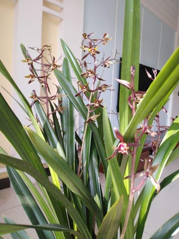 古人喜欢的花,一直传承至今,每一种都超有气质